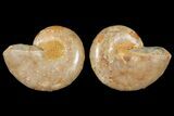 3.6" Cut & Polished Agatized Ammonite Fossil (Pair)- Jurassic - #131628-1
